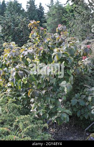 Le whimalayan (Sorbus vestita) porte des fruits roses dans un jardin en septembre Banque D'Images