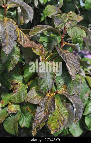 Feuillage d'un whimalayan (Sorbus vestita) dans un jardin en septembre Banque D'Images