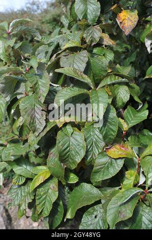 Feuillage d'un whimalayan (Sorbus vestita) dans un jardin en septembre Banque D'Images