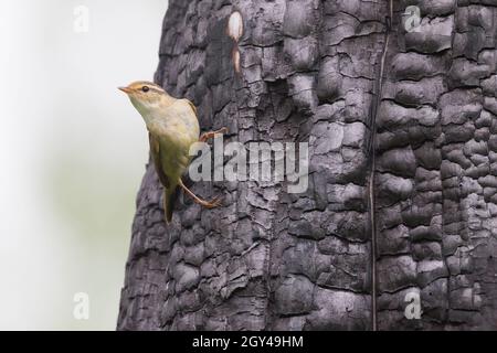 Paruline de Radde - Bartlaubsänger - Phylloscopus schwarzi, Russie, adulte Banque D'Images