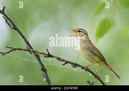 Paruline de Radde - Bartlaubsänger - Phylloscopus schwarzi, Russie, adulte Banque D'Images