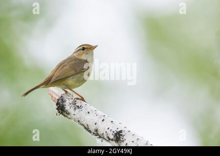 Paruline de Radde - Bartlaubsänger - Phylloscopus schwarzi, Russie, adulte Banque D'Images