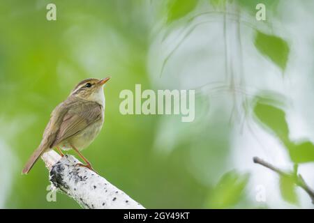 Paruline de Radde - Bartlaubsänger - Phylloscopus schwarzi, Russie, adulte Banque D'Images