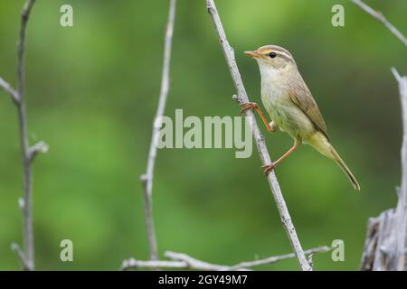 Paruline de Radde - Bartlaubsänger - Phylloscopus schwarzi, Russie, adulte Banque D'Images