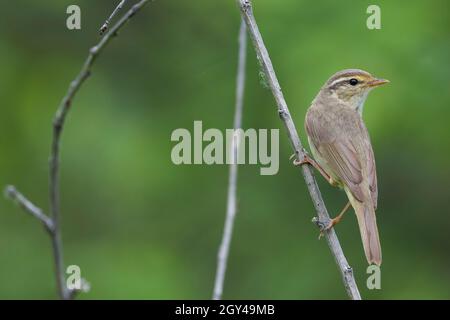 Paruline de Radde - Bartlaubsänger - Phylloscopus schwarzi, Russie, adulte Banque D'Images