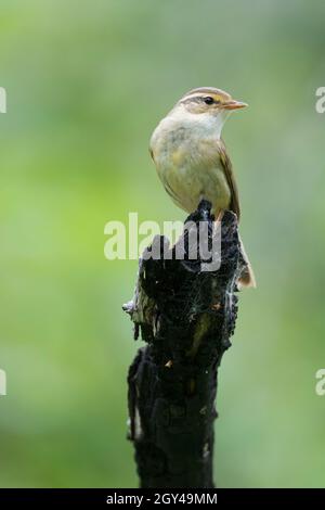 Paruline de Radde - Bartlaubsänger - Phylloscopus schwarzi, Russie, adulte Banque D'Images