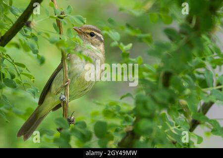 Paruline de Radde - Bartlaubsänger - Phylloscopus schwarzi, Russie, adulte Banque D'Images