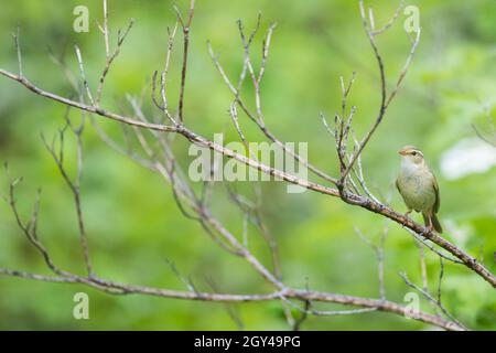 Paruline de Radde - Bartlaubsänger - Phylloscopus schwarzi, Russie, adulte Banque D'Images