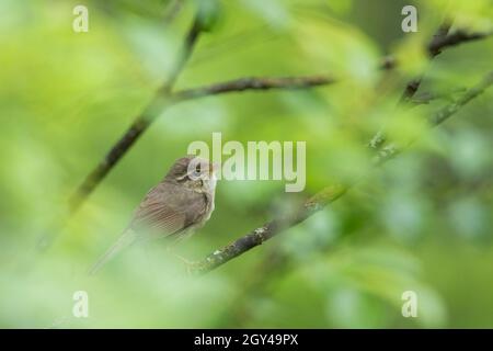 Paruline de Radde - Bartlaubsänger - Phylloscopus schwarzi, Russie, adulte Banque D'Images