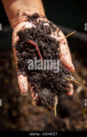 Une main tenant le compost avec un ver de terre dans le vermicompost, essentiel au maintien de la santé du sol, en particulier dans l'agriculture biologique régénératrice. Banque D'Images