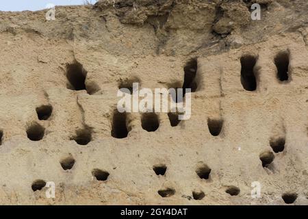 Des hirondelles pour hirondelles sur les falaises de la ville d'Ahrenshoop sur la péninsule de la mer Baltique Darss en Allemagne en été. Banque D'Images