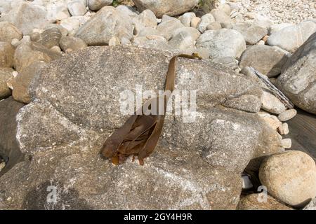 Algues de varech lavées sur la plage, Saccorhiza bulbosa, Galice, Espagne. Banque D'Images