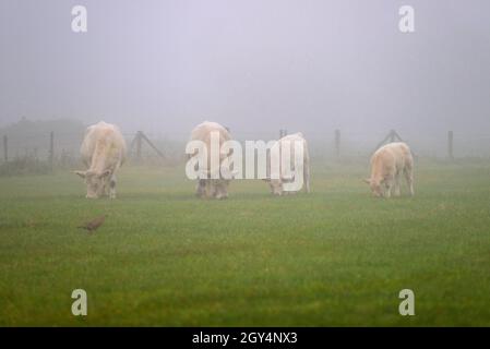 Avon Valley, Fordingbridge, New Forest, Hampshire, Royaume-Uni,7 octobre 2021, temps: Vaches paître dans une ligne sur une matinée brumeuse mais très douce dans la campagne comme l'automne avance.Crédit : Paul Biggins/Alamy Live News Banque D'Images