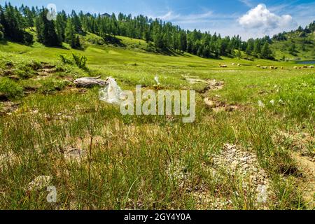 Herbe de coton à fleurs blanches poussant sur un pré humide de marais sur le plateau de Tauplitzalm, Tauplitz, Ausseer Land, Autriche, paissant des vaches en arrière-plan Banque D'Images
