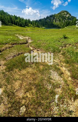 Herbe de coton à fleurs blanches poussant sur un pré humide de marais sur le plateau de Tauplitzalm, Tauplitz, Ausseer Land, Autriche, paissant des vaches en arrière-plan Banque D'Images