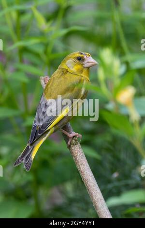 Grünfink, Grünling, Männchen, Sitzwarte, Grün-Fink,Chloris chloris, Carduelis chloris, greenfinch, homme, Verdier d'Europe Banque D'Images