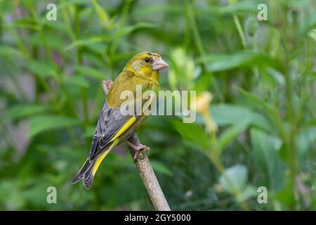 Grünfink, Grünling, Männchen, Sitzwarte, Grün-Fink,Chloris chloris, Carduelis chloris, greenfinch, homme, Verdier d'Europe Banque D'Images