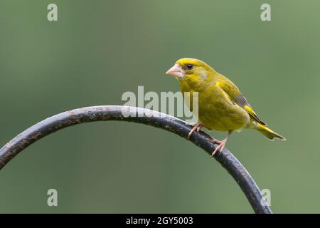 Grünfink, Grünling, Männchen, Sitzwarte, Grün-Fink,Chloris chloris, Carduelis chloris, greenfinch, homme, Verdier d'Europe Banque D'Images