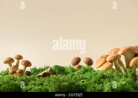 Champignons de miel en mousse forestière.Concept choisir les champignons.Copier l'espace.Gros plan. Banque D'Images