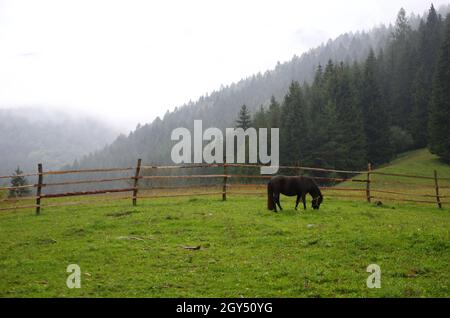 Panorama de paysage naturel avec des chevaux, des prairies et des montagnes dans un fond de matin brumeux.Matin brumeux avec montagnes et forêt.Slovaquie. Banque D'Images