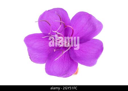 Fleur pourpre de Tibouchina isolée sur fond blanc.Tibouchina urvilleana Banque D'Images