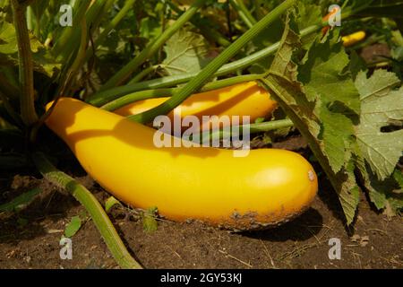 Des fœtus jaunes mûrs de courgettes sur le sol près de tiges épaisses le jour ensoleillé dans le jardin Banque D'Images