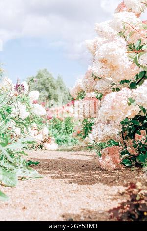 Jardin d'été avec des hortensias roses. Banque D'Images