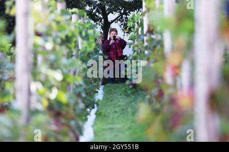 Paris, France.6 octobre 2021.Une femme visite le vignoble du Clos Montmartre pendant le festival de la moisson à Montmartre, Paris, France, le 6 octobre 2021.Le vignoble, d'une superficie de 1,556 mètres carrés, a été créé par la ville de Paris en 1933.Fermé au public tout au long de l'année, à l'exception du festival de la récolte, le Clos Montmartre célèbre sa récolte annuelle en automne.Le bénéfice de la vente de ce vin local va au financement de projets sociaux dans la municipalité locale.Le festival de la récolte de cette année va du 6 au 10 octobre.Credit: Gao Jing/Xinhua/Alamy Live News Banque D'Images