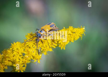 Des coléoptères de soldat de Goldenrod, photographiés une réserve naturelle de Door County Land Trust près de ma maison dans le centre de Door County Wisconsin. Banque D'Images