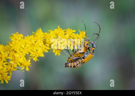 Des coléoptères de soldat de Goldenrod, photographiés une réserve naturelle de Door County Land Trust près de ma maison dans le centre de Door County Wisconsin. Banque D'Images