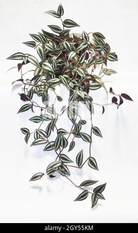 Tradescantia zebrina plante - une plante traînante avec de belles feuilles à rayures violettes, vertes et argentées, sur fond blanc. Banque D'Images