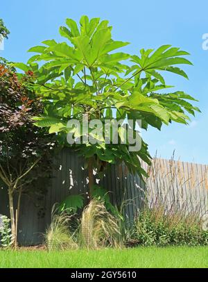 Un grand Tetrapanax Papyrifer (usine de parapluies) dans un jardin anglais de banlieue.Photographié d'en-dessous lors d'une journée ensoleillée d'été Banque D'Images