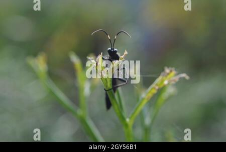 Guêpe parasitoïde femelle (Diphyus latebricola) reposant sur une tige de plante au soleil (septembre) Banque D'Images