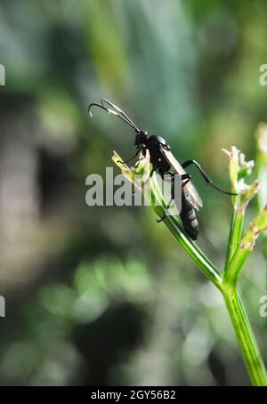 Guêpe parasitoïde femelle (Diphyus latebricola) reposant sur une tige de plante au soleil (septembre) Banque D'Images