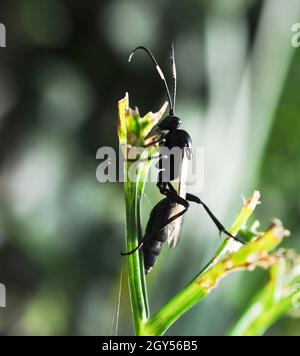 Guêpe parasitoïde femelle (Diphyus latebricola) reposant sur une tige de plante au soleil (septembre) Banque D'Images