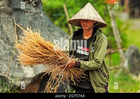 Homme battant du riz à la machine par des roches calcaires érodées typiques dans cette région karstique classée au patrimoine mondial de l'UNESCO, Rammang-Rammang, Maros, South Sulawesi, Indonésie Banque D'Images