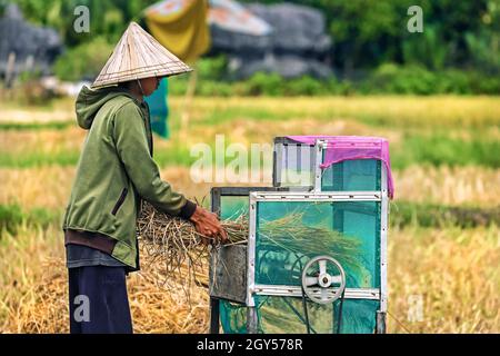 Homme battant du riz à la machine par des roches calcaires érodées typiques dans cette région karstique classée au patrimoine mondial de l'UNESCO, Rammang-Rammang, Maros, South Sulawesi, Indonésie Banque D'Images