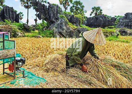 Homme battant du riz à la machine par des roches calcaires érodées typiques dans cette région karstique classée au patrimoine mondial de l'UNESCO, Rammang-Rammang, Maros, South Sulawesi, Indonésie Banque D'Images