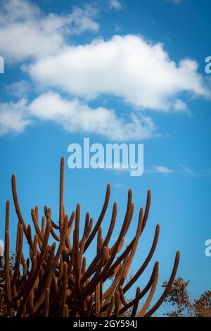 Énorme cactus avec de longues épines et de nombreuses branches couvertes de poussière rouge.Plante du désert s'élevant au ciel bleu avec quelques nuages.Photographie verticale. Banque D'Images