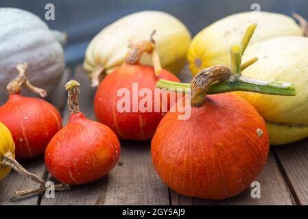 Traitement des cendres d'Uchiki Kuri (Cucurbita maxima) et de Spaghetti (Cucurbita pepo) dans un polytunnel chaud prêt pour le stockage en hiver. Banque D'Images