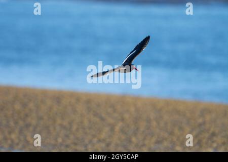 Huistercatcher américain, Haematopus palliatus, en vol, volant dans un environnement de plage de Patagonie, Patagonie, Argentine. Banque D'Images