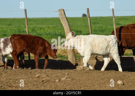 Veau de Shorthorn blanc , dans la campagne Argentine, province de la Pampa, Patagonie, Argentine. Banque D'Images