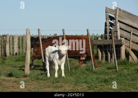 Veau de Shorthorn blanc , dans la campagne Argentine, province de la Pampa, Patagonie, Argentine. Banque D'Images