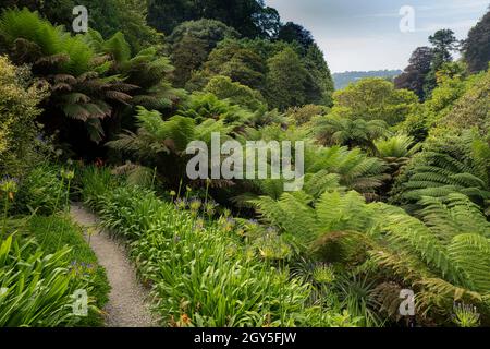 Le spectaculaire jardin subtropical de Trebah dans les Cornouailles. Banque D'Images