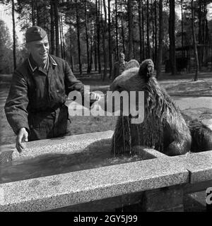 Original-Bildunterschrift : Freizeit - er verbringt lustige Stunden mit der Pflege des Kompanie-Bären, Deutschland 1940er Jahre. Temps libre - il passe beaucoup d'heures avec la compagnie l'ours, l'Allemagne des années 40. Banque D'Images