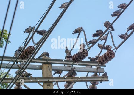 Beaucoup de pigeons sur les câbles dans un fond nature. Banque D'Images