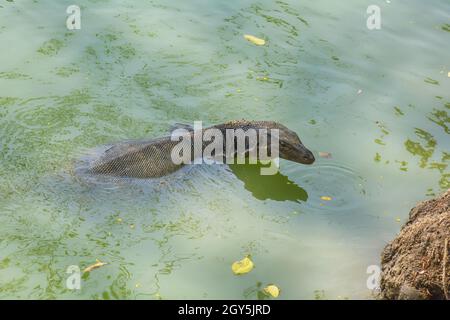 Varanus Salvator nage dans swamp dans le parc. Banque D'Images