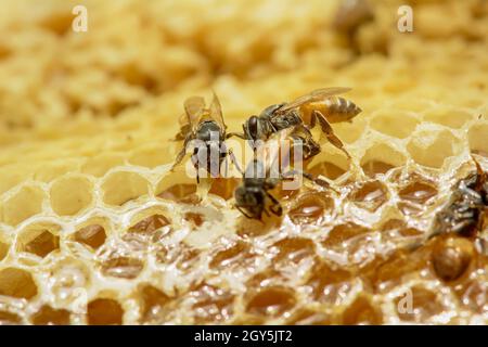 Nid d'Apis florea comporte un embryon, des profils et de l'eau douce. Apis florea, ou abeille naine, est l'une des deux espèces de petite taille. Banque D'Images