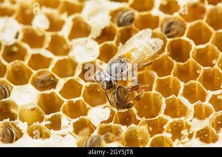 Nid d'Apis florea comporte un embryon, des profils et de l'eau douce. Apis florea, ou abeille naine, est l'une des deux espèces de petite taille. Banque D'Images