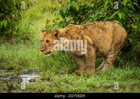 Lion cub est debout par des buissons en regardant à gauche Banque D'Images